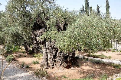 olivový háj