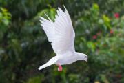 bílá holubice